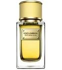 Velvet Mimosa Bloom Dolce&Gabbana for women