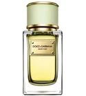 Velvet Pure Dolce&Gabbana for women