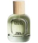 Exotic Mimosa Zara for women
