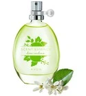 Scent Essence Lime Verbena​