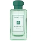 Star Magnolia Cologne (2019