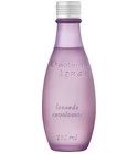 Lavanda Envolvente